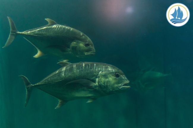 Giant Trevally Things You Should Know
